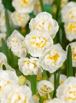 80x Narcissen 'Bridal crown'  bloembollen met bloeigarantie