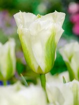 80x Tulpen 'Spring green'  bloembollen met bloeigarantie