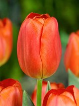 250x Tulpen 'Dillenburg'  bloembollen met bloeigarantie