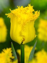 100x Tulpen 'Hamilton'  bloembollen met bloeigarantie