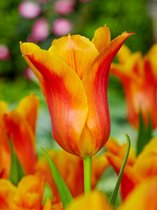 100x Tulpen 'Ballerina'  bloembollen met bloeigarantie