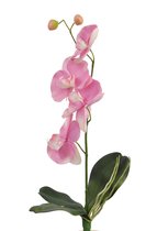 Fabulous Flowers - 3,0 sts mini orchidee plantje roze 44 cm - zonder pot