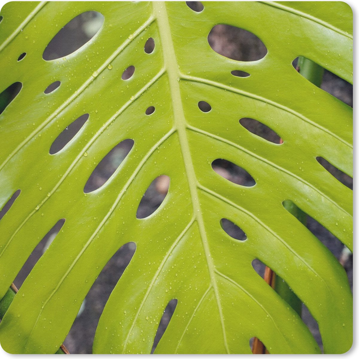 Muismat 20x20 cm - Mousepad Groot botanisch blad van de gatenplant - Muismatten