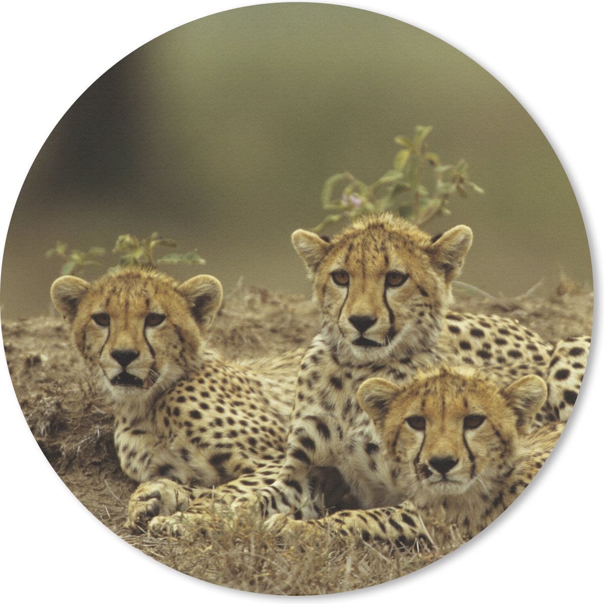 Muismat rond 50x50 cm - Mousepad Jonge cheetah welpen - Ronde muismatten
