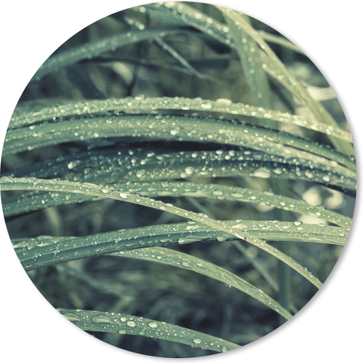 Muismat rond 20x20 cm - Mousepad Groen botanisch gras na regenval - Ronde muismatten
