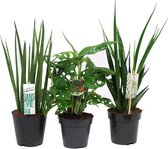 Mama's Planten - Mix Sansevieria En Monstera - Vers Van De Kweker - ↨ 28cm - ⌀ 12cm