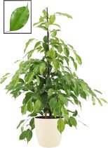 Mama's Planten - Ficus Benjamina ‘Exotica’ In ELHO Brussels Round (soap) - Vers Van De Kweker - ↨ 105cm - ⌀ 22cm