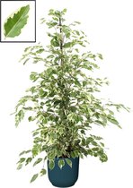 Mama's Planten - Ficus Benjamina 'Twilight' In ELHO Vibes Fold Rond Sierpot  (diepblauw) - Vers Van De Kweker - ↨ 105cm - ⌀ 22cm