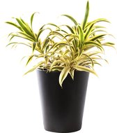 Plant in hydrocultuur systeem van Botanicly: Drakenboom met weinig onderhoud – Hoogte: 35 cm – Dracaena reflexa Song of India