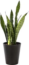 Plant in hydrocultuur systeem van Botanicly: Vrouwentongen met weinig onderhoud – Hoogte: 65 cm – Sansevieria trif. Ceylanica