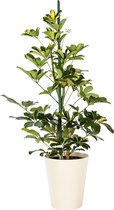 Plant in hydrocultuur systeem van Botanicly: Vingersboom met weinig onderhoud – Hoogte: 65 cm – Schefflera arboricola