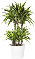 Plant in hydrocultuur systeem van Botanicly: Drakenboom met weinig onderhoud – Hoogte: 95 cm – Dracaena derem. Lemon Lime