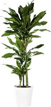 Plant in hydrocultuur systeem van Botanicly: Drakenboom met weinig onderhoud – Hoogte: 65 cm – Dracaena fragr. Janet Lind