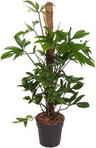 Kamerplant van Botanicly – Philodendron pedatum – Hoogte: 100 cm