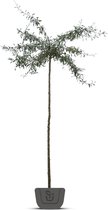 Treursierpeer  | Pyrus salicifolia Pendula | Stamomtrek: 6-8 cm | Stamhoogte: 180 cm