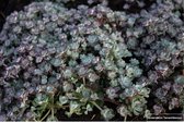 6x Sedum spathulifolium ‘Cape Blanco’ - Vetkruid - Pot 9x9 cm