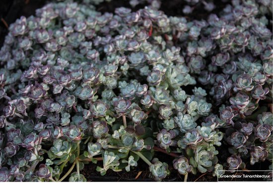 Dichtbegroeide bodembedekker met grijsgroene, paars aangelopen rozetten van Sedum spathulifolium 'Cape Blanco'.