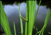 Kalmoes (Acorus calamus) - Filterplant - Zwemvijver beplanting - 10 losse planten - Om zelf op te potten - Vijverplanten Webshop