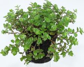 AQL - terrarium & kamerplant - 6 x Callisia repens in pot 5 cm