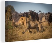 Lion fuit un troupeau de buffles 180x120 cm - Tirage photo sur Toile (Décoration murale salon / chambre) / Animaux sauvages Peintures sur toile XXL / Groot format!