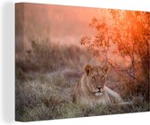 Lionne se trouve pendant le lever du soleil 30x20 cm - petit - Tirage photo sur toile (Décoration murale salon / chambre) / animaux sauvages Peintures sur toile