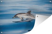 Muurdecoratie Dolfijn - Water - Dieren - 180x120 cm - Tuinposter - Tuindoek - Buitenposter