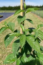 Jonge Lotusboom | Diospyros lotus | 100-150cm hoogte