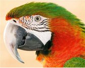 Diamond Painting World - Rode papagaai – 30x40cm - Diamond painting - Diamond painting pakket – volledig bedekt – Volwassenen