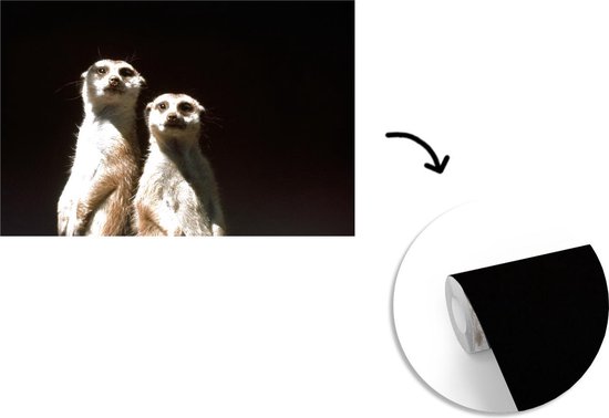 Papier peint photo vinyle - Suricates sur fond noir largeur 360 cm x hauteur 240 cm - Tirage photo sur papier peint (disponible en 7 tailles)