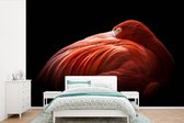 Papier peint Papier peint photo en vinyle - Gros plan flamant rose sur fond noir largeur 360 cm x hauteur 240 cm - Tirage photo sur papier peint (disponible en 7 tailles)