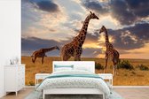 Girafes dans la savane 600x400 cm