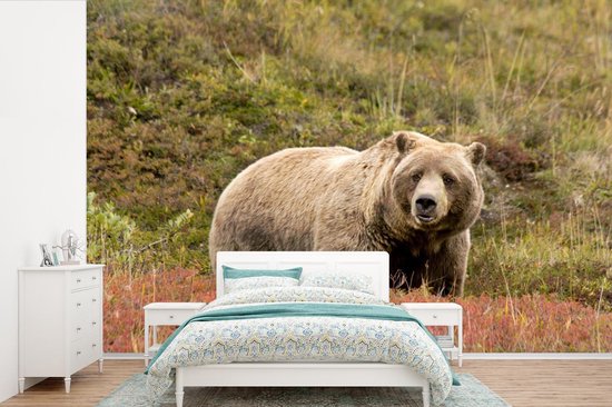 Papier peint photo peint vinyle - Grizzly bear dans un parc national largeur 420 cm x hauteur 280 cm - Tirage photo sur papier peint (disponible en 7 tailles)