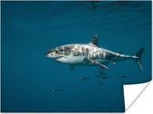 Poster Witte haai - 80x60 cm