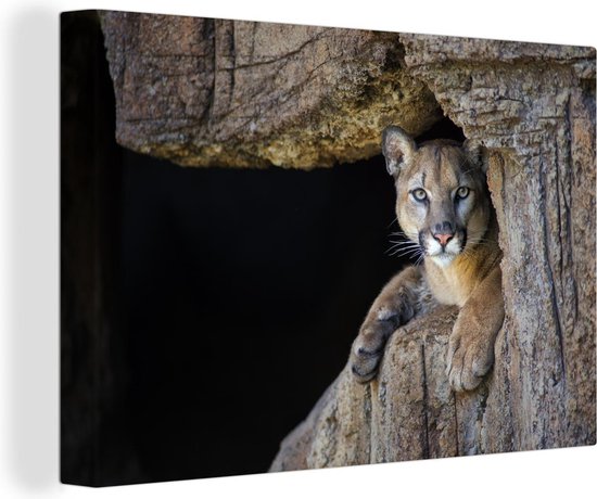 Puma dans la grotte Toile 30x20 cm petit Tirage photo sur