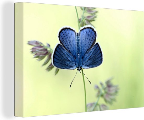 Canvas schilderij 180x120 cm - Wanddecoratie Blauwe vlinder - Muurdecoratie woonkamer - Slaapkamer decoratie - Kamer accessoires - Schilderijen