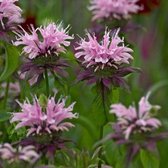 6x Monarda ‘Beauty of Cobham’ - Bergamotplant - Pot 9x9 cm