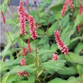 3x Persicaria amplexicaulis ‘Red Baron’ - Adderwortel - Pot 9x9 cm