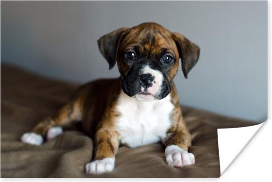 Boxer puppy ligt op een kussen Poster 30x20 cm - klein - Foto print op Poster (wanddecoratie woonkamer / slaapkamer) / Huisdieren Poster