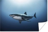 Poster Zijaanzicht grote witte haai - 60x40 cm