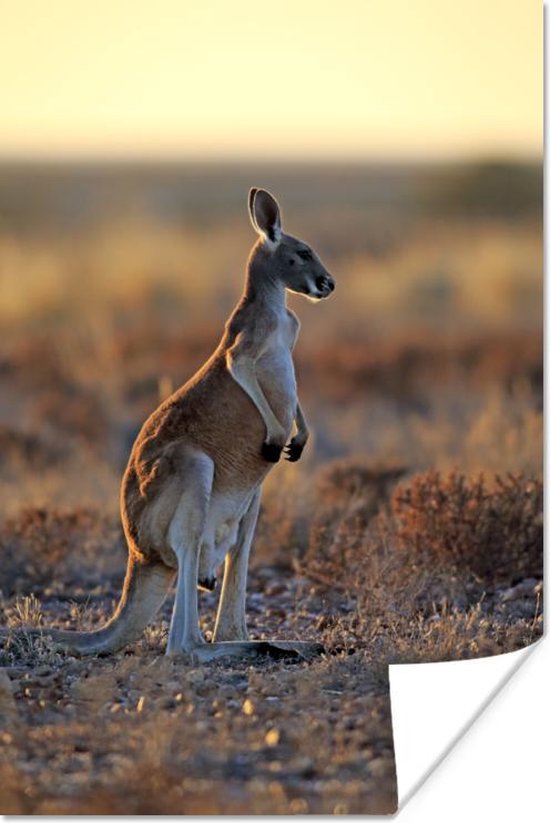 Staande rode kangoeroe Poster 60x90 cm - Foto print op Poster (wanddecoratie)