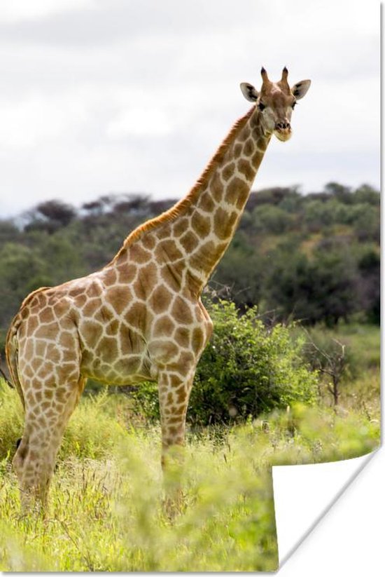 Giraf in de natuur Poster 60x90 cm - Foto print op Poster (wanddecoratie woonkamer / slaapkamer) / Afrika Poster
