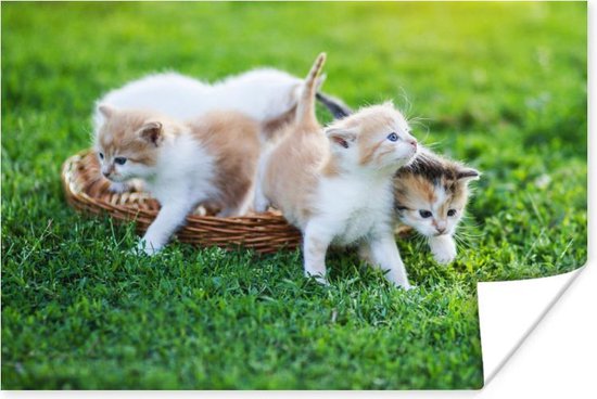 Poster Chatons - Chat - Panier - 30x20 cm