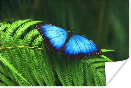 Poster Morpho vlinder - 30x20 cm