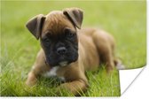 Boxer puppy ligt in het groene gras Poster 30x20 cm - klein - Foto print op Poster (wanddecoratie woonkamer / slaapkamer) / Huisdieren Poster