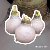 3 x Wax Amaryllis | Ice Pink | grote bol | meerdere bloemstelen | Gardenlovers