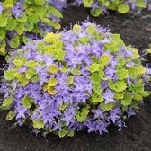 Campanula 'Dickson's Gold' - Klokjesbloem - Planthoogte: 5 cm - Pot 11 cm (1 liter)