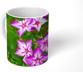 Mok - Roze vlambloemen groeien in het wild - 350 ML - Beker