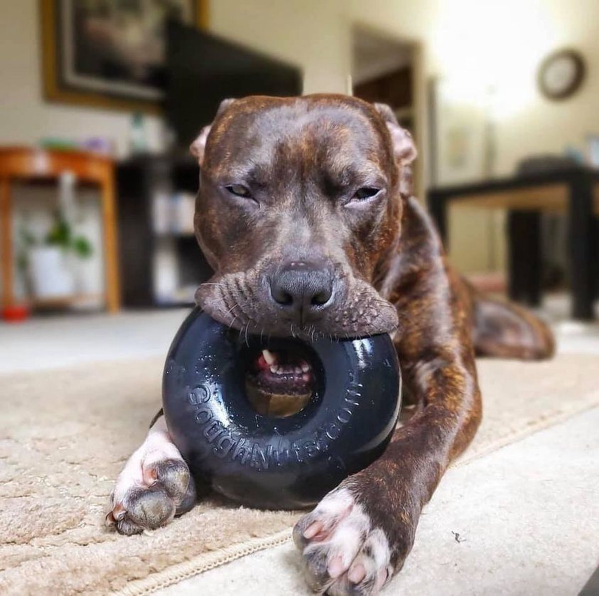 Goughnuts - Hondenspeelgoed Voor Agressieve Kauwers Vrijwel Onverwoestbaar Rassen Zoals Pitbulls En Duitse Herders Heavy Duty Rubberen Stokspeelgoed Groot 652997842