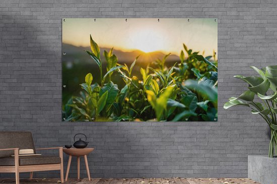 Tuinposter 180x120 cm - Tuindecoratie Zon verlicht de bladeren van theeplanten op een theeplantage - Poster voor in de tuin - Buiten decoratie - Schutting tuinschilderij - Tuindoek muurdecoratie - Wanddecoratie balkondoek