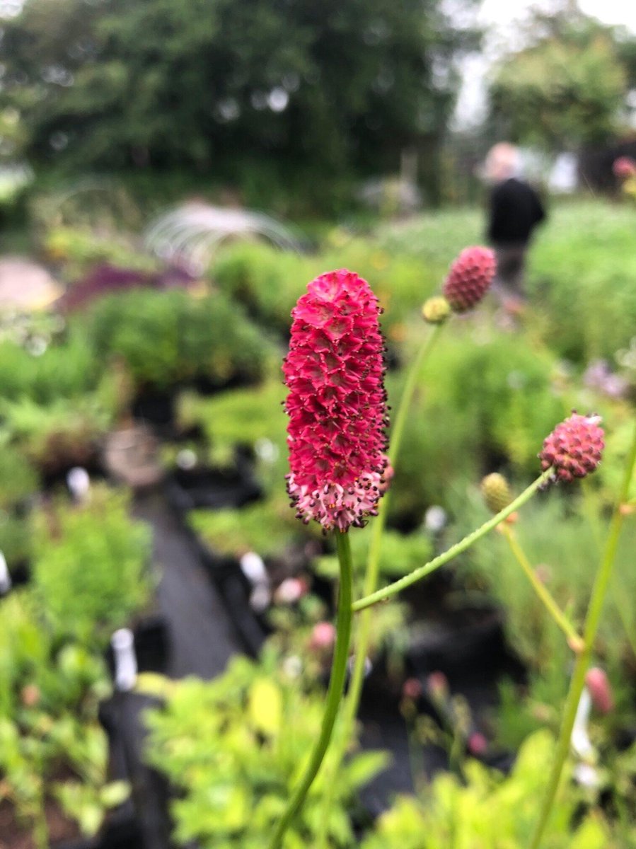 6 x Sanguisorba 'Arnhem' - Pimpernel - P9 Pot (9 x 9cm) - Dima Vaste Planten